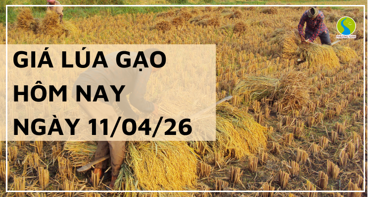Giá Lúa Gạo Hôm Nay Ngày 11/4/2026: Thị Trường Đi Ngang