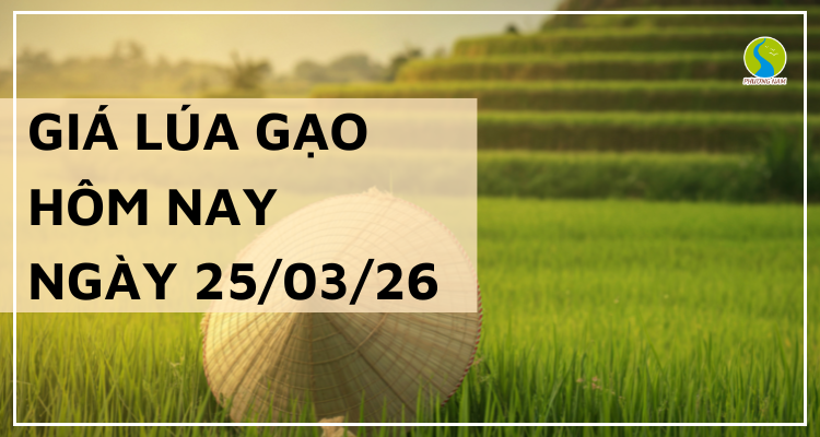 Giá Lúa Gạo Hôm Nay Ngày 25/3/2026: Giao Dịch Chậm