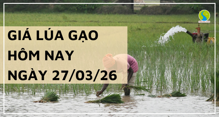 Giá Lúa Gạo Hôm Nay Ngày 27/3/2026: Thị Trường Dao Động Nhẹ