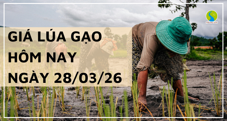 Giá Lúa Gạo Hôm Nay Ngày 28/3/2026: Thị Trường Trầm Lắng