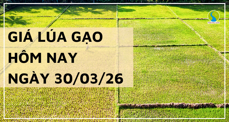 Giá Lúa Gạo Hôm Nay Ngày 30/3/2026: Đi Ngang, Thị Trường Chờ Tín Hiệu Mới