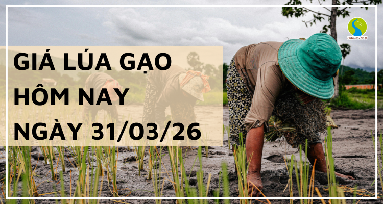 Giá Lúa Gạo Hôm Nay Ngày 31/3/2026: Đi Ngang, Giao Dịch Chậm Lại 
