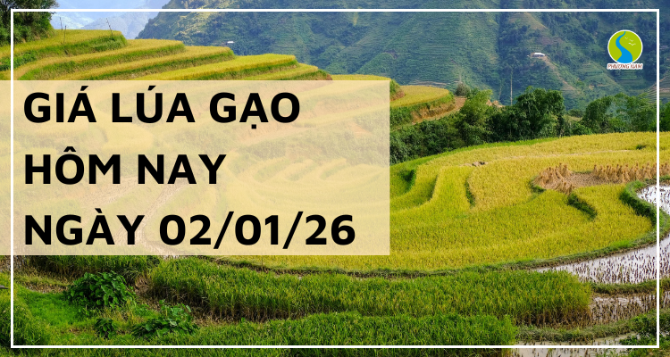 Giá Lúa Gạo Hôm Nay Ngày 2/1/2026: Thị Trường Đầu Năm Trầm Lắng