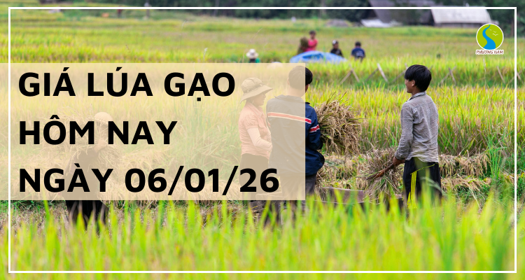 Giá Lúa Gạo Hôm Nay Ngày 6/1/2026: Gạo Nhích Nhẹ