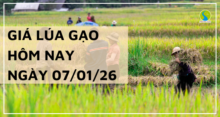Giá Lúa Gạo Hôm Nay Ngày 7/1/2026: Lúa Gạo Nhích Nhẹ