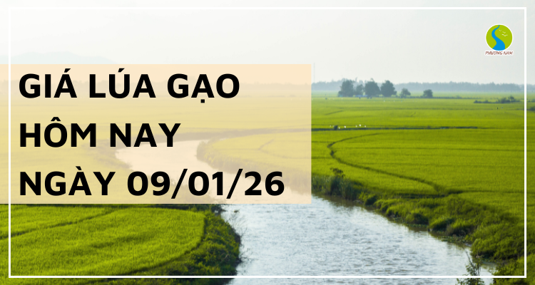 Giá Lúa Gạo Hôm Nay Ngày 9/1/2026: Gạo Giảm Nhẹ
