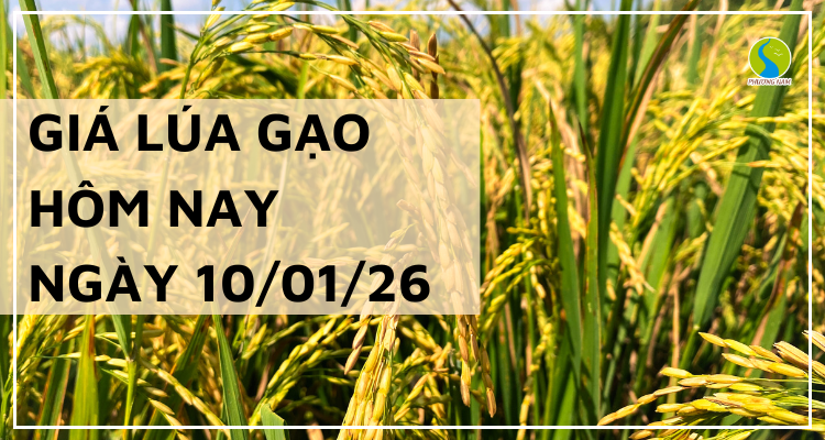 Giá Lúa Gạo Hôm Nay Ngày 10/1/2026: Thị Trường Đi Ngang