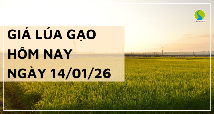 Giá Lúa Gạo Hôm Nay Ngày 14/1/2026: Lúa Đông Xuân Ra Thị Trường