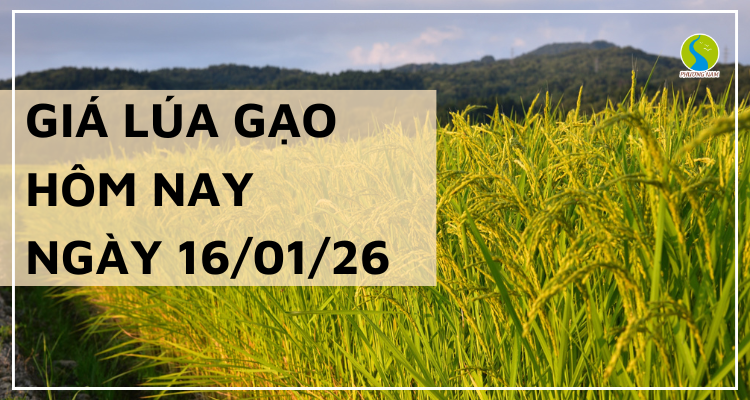 Giá Lúa Gạo Hôm Nay Ngày 16/1/2026: Gạo Nhĩnh Giá