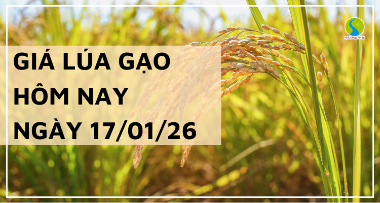 Giá Lúa Gạo Hôm Nay Ngày 17/1/2026: Gạo Phụ Phẩm Nhích Nhẹ