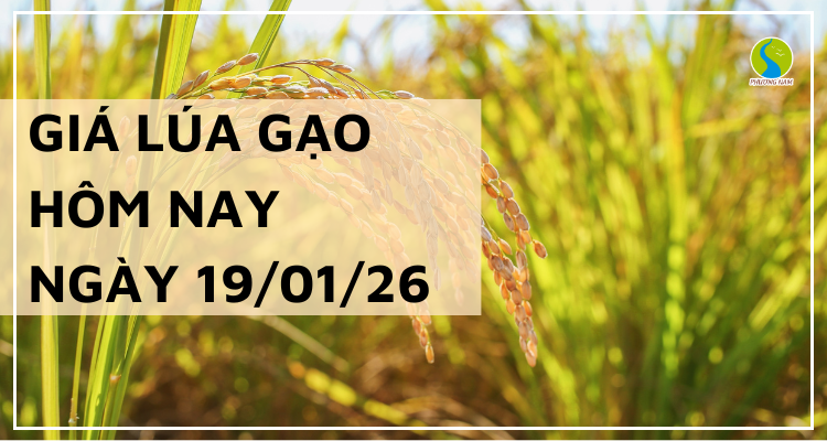 Giá Lúa Gạo Hôm Nay Ngày 19/1/2026: Thị Trường Trầm Lắng