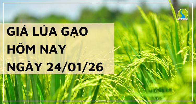 Giá Lúa Gạo Hôm Nay Ngày 24/1/2026: Giá Giữ Nền Ổn Định