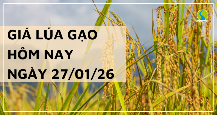 Giá Lúa Gạo Hôm Nay Ngày 27/1/2026: Gạo Giảm Nhẹ Cục Bộ