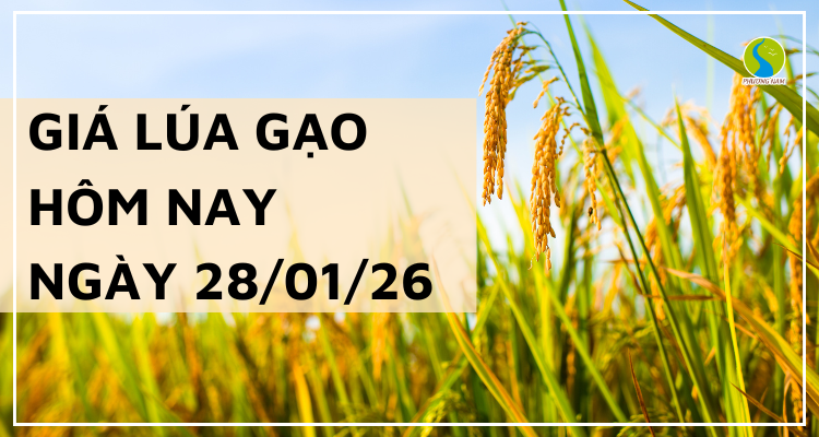 Giá Lúa Gạo Hôm Nay Ngày 28/1/2026: Giao Dịch Đông Xuân Chững Lại