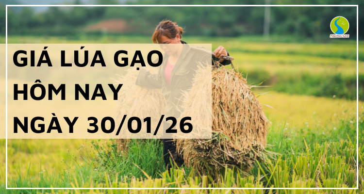 Giá Lúa Gạo Hôm Nay Ngày 30/1/2026: Thị Trường Đi Ngang