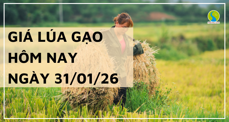 Giá Lúa Gạo Hôm Nay Ngày 31/1/2026: Thị Trường Giao Dịch Chậm