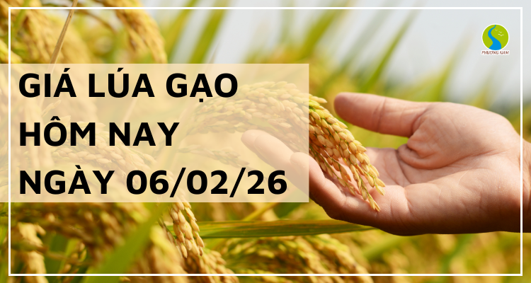 Giá Lúa Gạo Hôm Nay Ngày 6/2/2026: Thị Trường Lặng Sóng