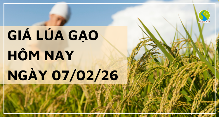 Giá Lúa Gạo Hôm Nay Ngày 7/2/2026: Thị Trường Trầm Lắng