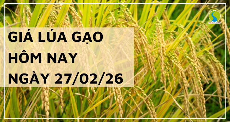 Giá Lúa Gạo Hôm Nay Ngày 27/2/2026: Xuất Khẩu Hạ Nhiệt Nhẹ