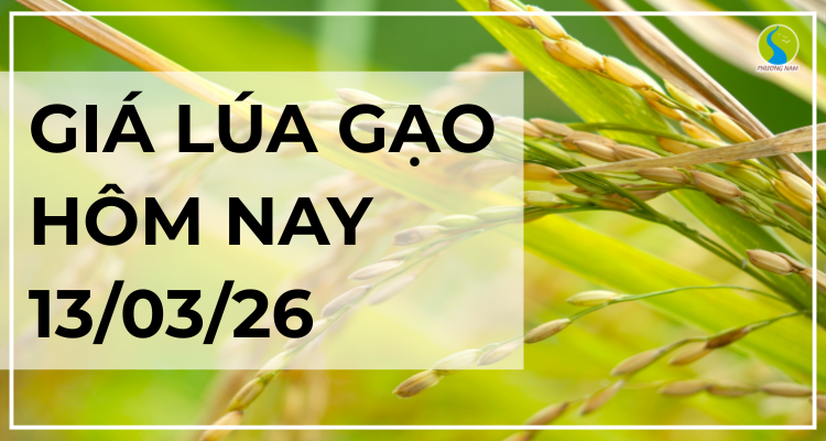 Giá Lúa Gạo Hôm Nay Ngày 13/3/2026: Thị Trường Bình Ổn