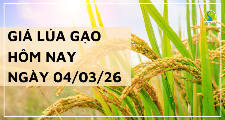 Giá Lúa Gạo Hôm Nay Ngày 4/3/2026: Lúa Ổn Định