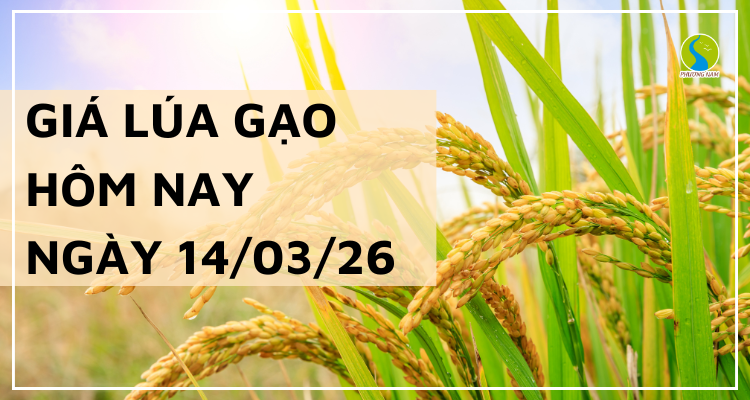 Giá Lúa Gạo Hôm Nay Ngày 14/3/2026: Lúa Chất Lượng Cao Giữ Mức Giá Tốt