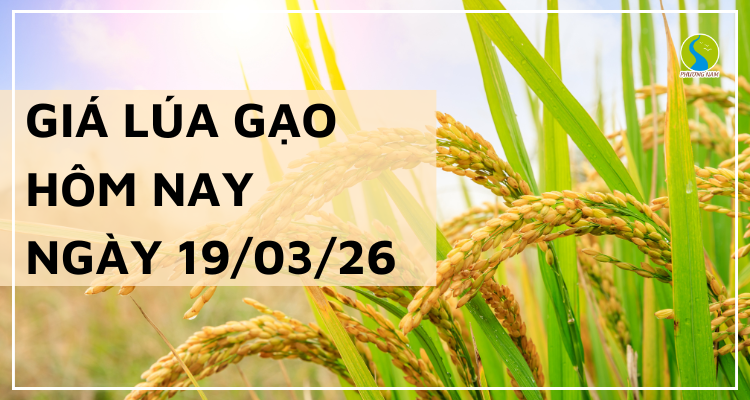 Giá Lúa Gạo Hôm Nay Ngày 19/3/2026: Giá Lúa Giảm Đồng Loạt