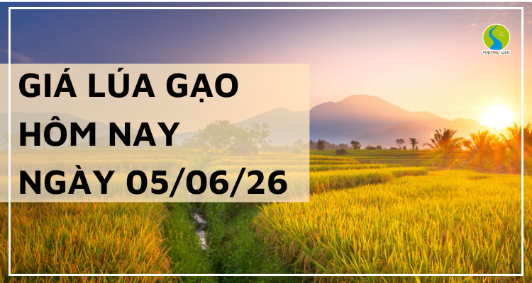 Giá lúa gạo hôm nay ngày 05/06/2026: Giá lúa gạo ổn định