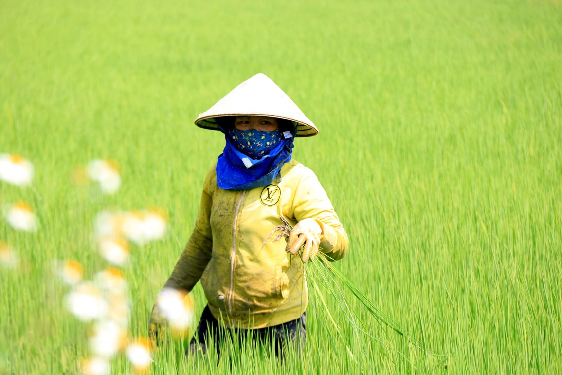 Đổi đời nhờ “Gạo ngon nhất thế giới - Gạo ST25”