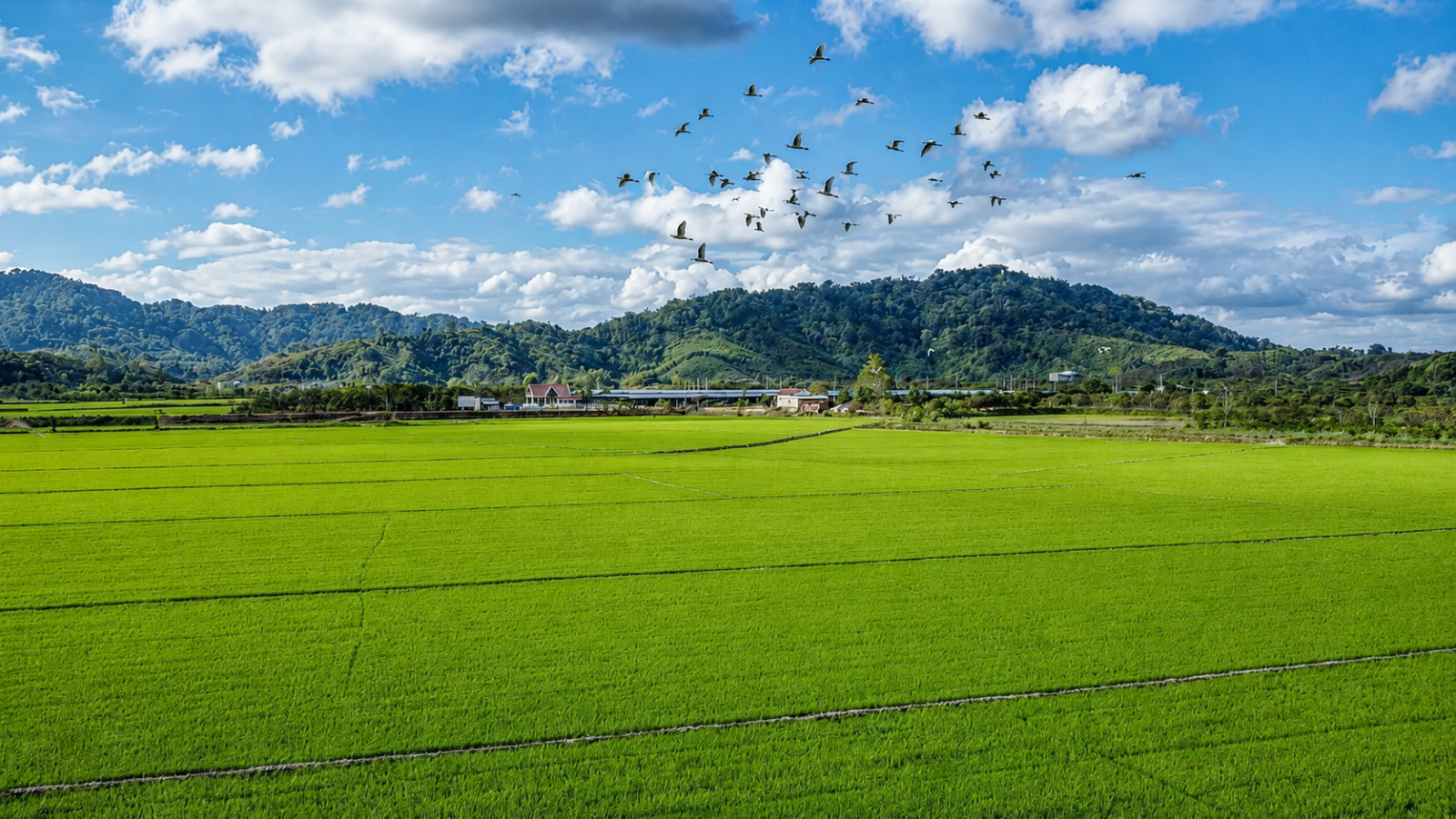 Đổi đời nhờ “Gạo ngon nhất thế giới”