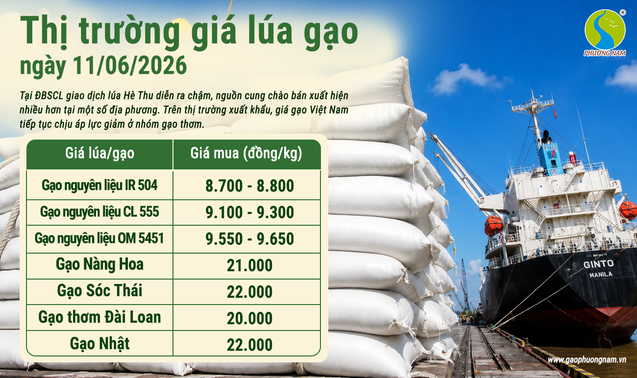 Giá lúa gạo hôm nay 11/6/2026: Gạo nguyên liệu tăng nhẹ