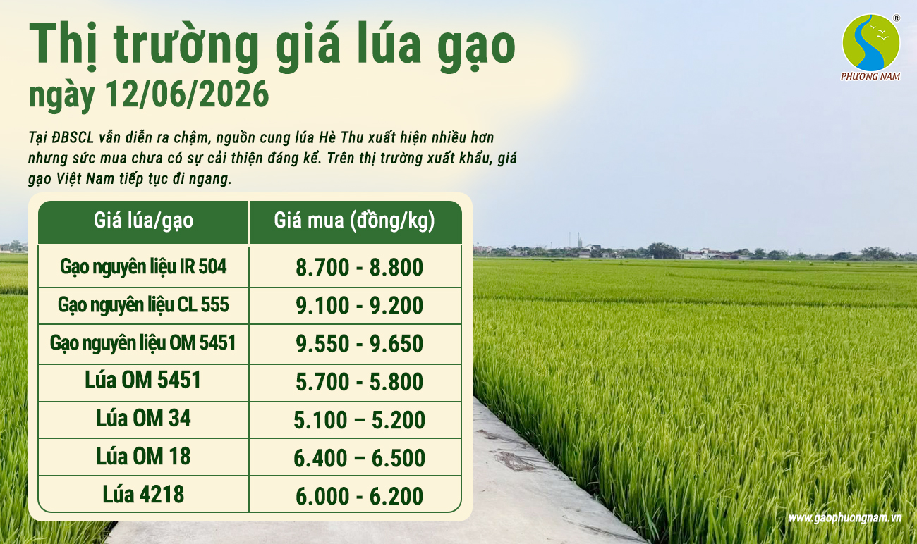 Giá lúa gạo hôm nay 12/6/2026