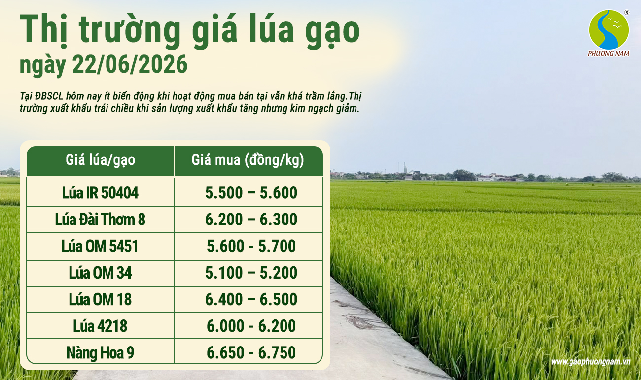 Giá lúa gạo hôm nay 22/6/2026
