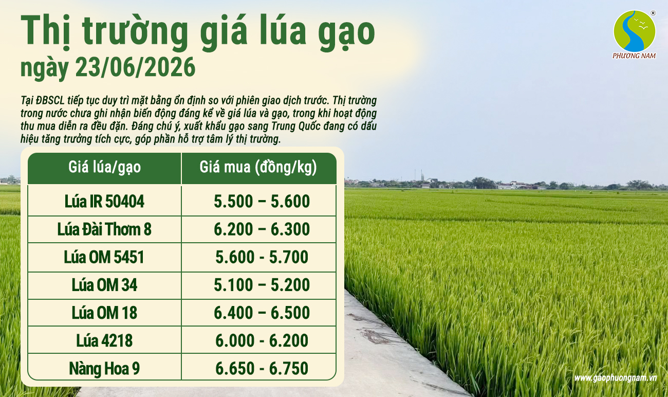 Giá lúa gạo hôm nay 23/6/2026