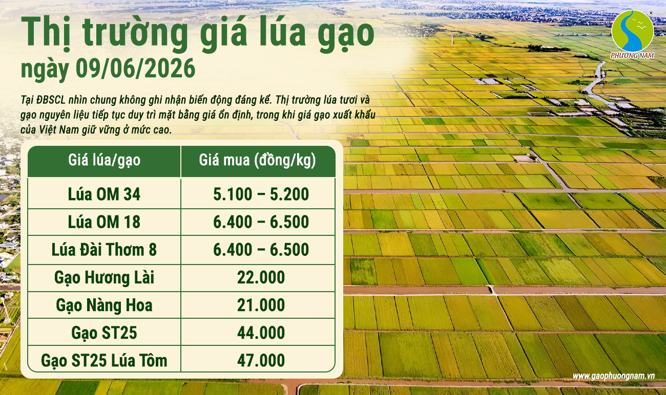 Giá lúa gạo hôm nay 9/6/2026: Gạo trong nước duy trì ổn định