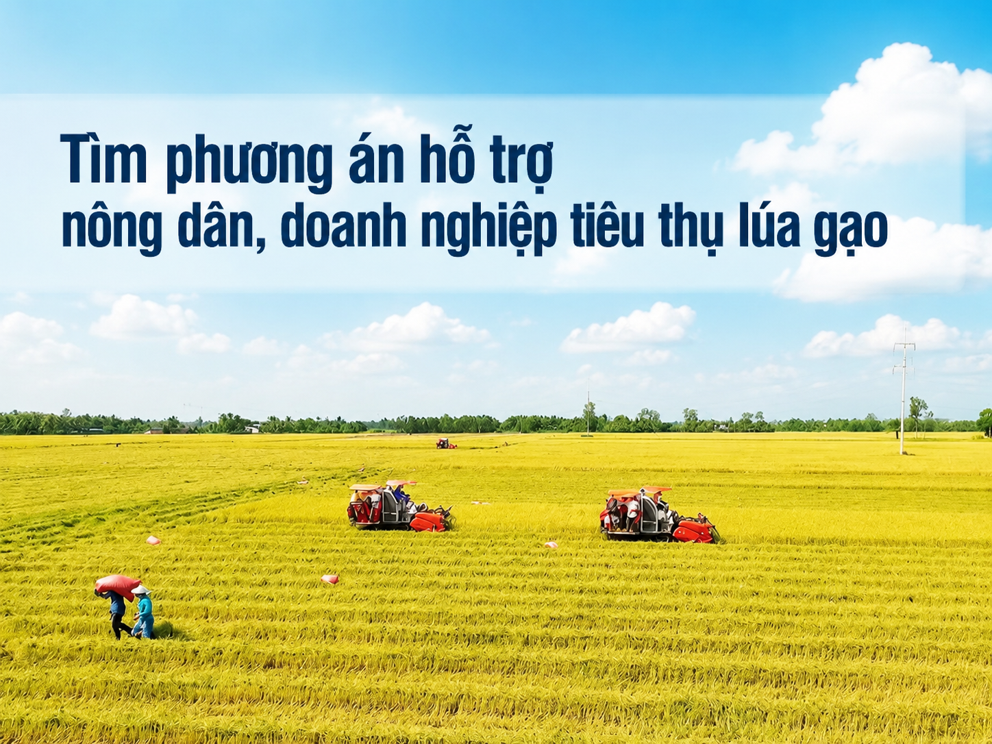 Tim-phuong-an-ho-tro-nong-dan-doanh-nghiep-tieu-thu-lua-gao