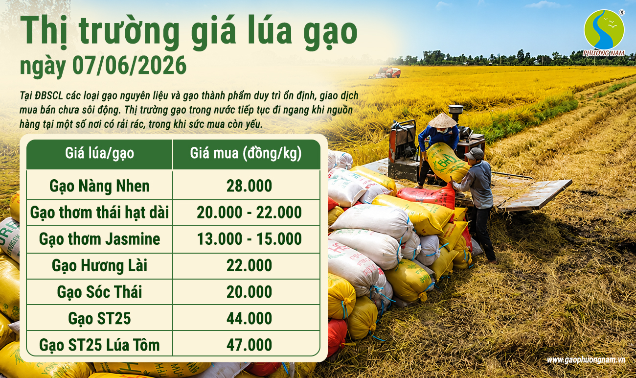 Giá lúa gạo hôm nay ngày 7/6/2026 tại khu vực Đồng bằng sông Cửu Long ít biến động. Giao dịch mua bán lúa mới diễn ra chậm, giá gạo trong đi ngang; trên thị trường xuất khẩu, giá gạo Việt Nam tiếp tục đứng giá so với phiên trước.nước