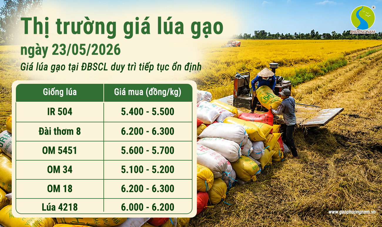 Giá lúa gạo hôm nay 24/5/2026: Giá lúa gạo tiếp tục ổn định