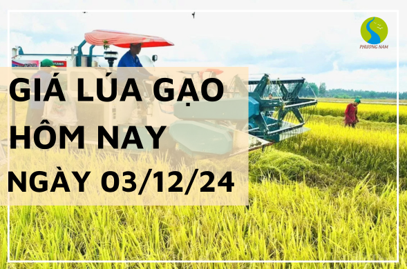 Giá lúa gạo hôm nay ngày 03/12/2024 