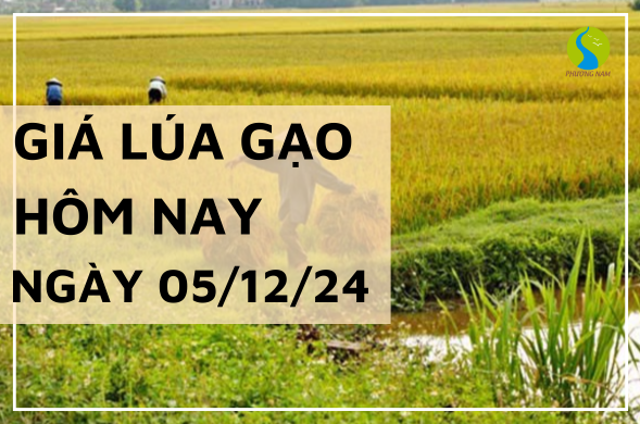 Giá lúa gạo hôm nay ngày 05/12/2024