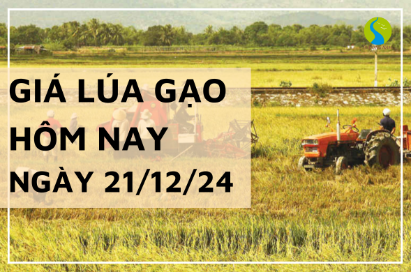 Giá lúa gạo hôm nay ngày 21/12/2024 