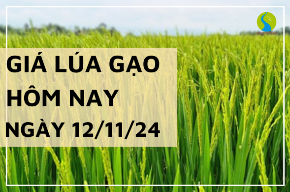 Giá lúa gạo hôm nay ngày 12/11/2024 