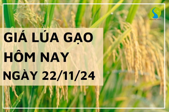 Giá lúa gạo hôm nay ngày 22/11/2024 