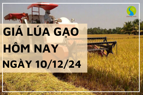 Giá lúa gạo hôm nay ngày 10/12/2024