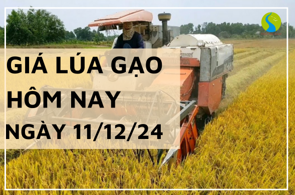 Giá lúa gạo hôm nay ngày 11/12/2024 