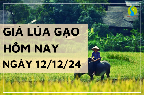 Giá lúa gạo hôm nay ngày 12/12/2024