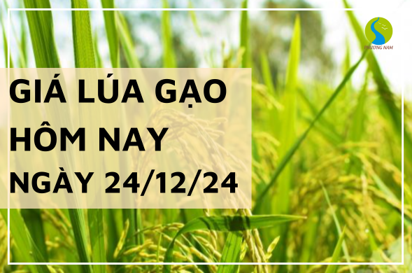 Giá lúa gạo hôm nay ngày 24/12/2024 