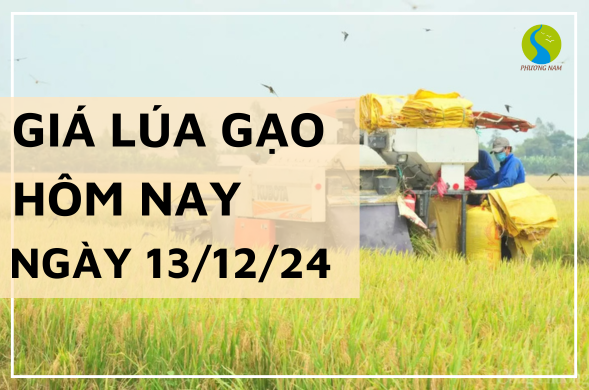 Giá lúa gạo hôm nay ngày 13/12/2024 