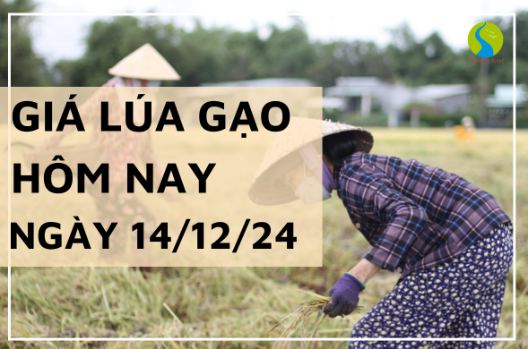 Giá lúa gạo hôm nay ngày 14/12/2024