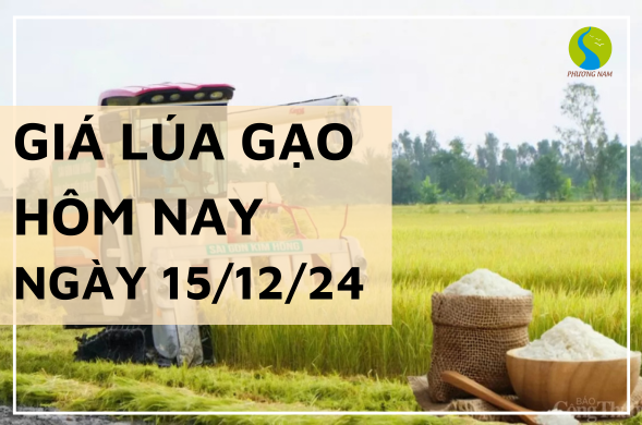 Giá lúa gạo hôm nay ngày 15/12/2024